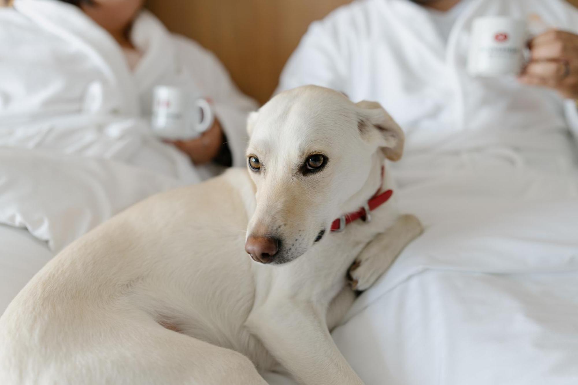 Hotels Gouverneur Trois-Rivieres Ngoại thất bức ảnh